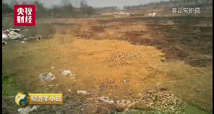 致命垃圾坑11.gif