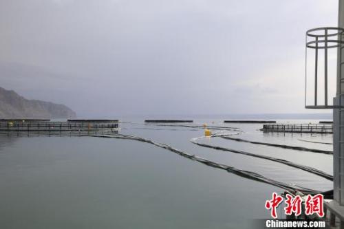 真假三文鱼1.jpg