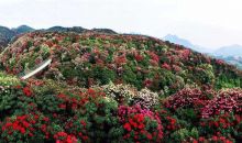 浪漫杜鹃三月开 2018国际杜鹃花节3月28日开幕