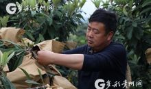 无核枇杷亩产值30万！“摇钱树”罗甸开枝散叶