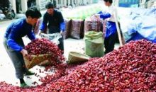 遵义今年投千万元 重点支持8个区县打造蔬菜基地