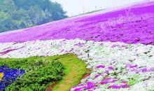 生态治理之后 20多年弃土场变身“城市花海”