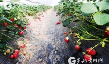 平塘京舟：草莓飘香春意浓 自助采摘正当时