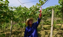 人勤春来早：剑河田间地头耕种忙