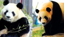 贵阳要接“贵客”！大熊猫兄弟今天入住黔灵山