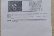 患者检查报告