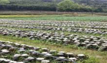贵州红十字智慧农业·食用菌·生态扶贫基地