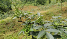 贵州红十字智慧农业·九叶青花椒·生态扶贫基地