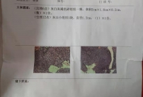 患者检查报告