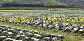 贵州红十字智慧农业·食用菌·生态扶贫基地