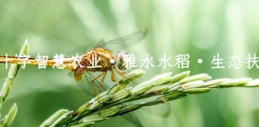 贵州红十字智慧农业·雅水水稻·生态扶贫基地