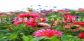 贵州红十字智慧农业·花卉·生态扶贫基地