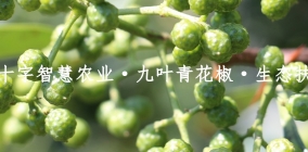 贵州红十字智慧农业·九叶青花椒·生态扶贫基地