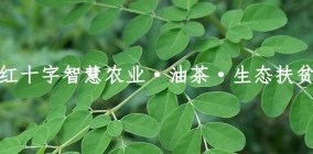 贵州红十字智慧农业·油茶·生态扶贫基地